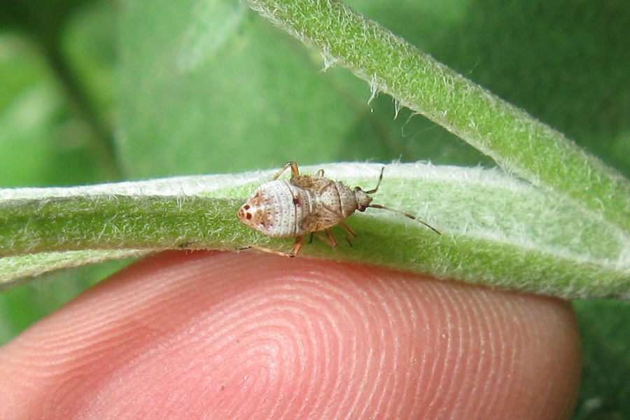 Ninfe e adulti di Deraeocoris flavilinea